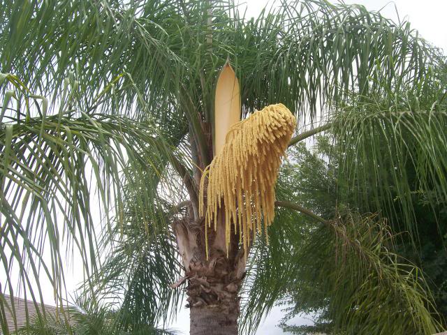 Seed Pods On A Queen Palm 